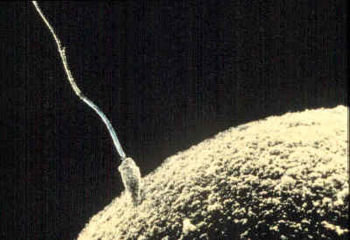 Dc74ed63b82bfd26780a617c1fe5f26c6af37704_large