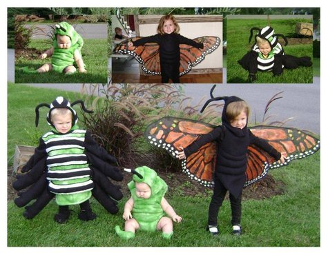 Life_stages_of_a_butterfly_large_large