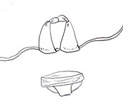 Bikini-technicaldrawing_listing