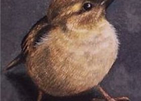 Sparrowavatar_show