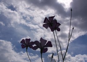 100_1184_show
