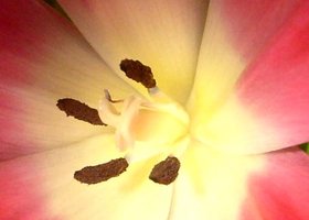 Fleur_show