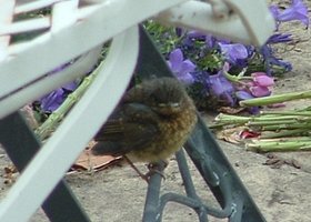 Babyrobin_show