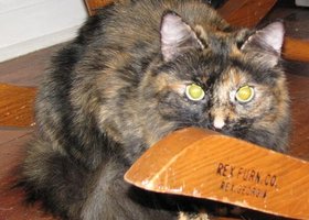 Callie_show