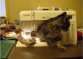 Helpingkitty_show