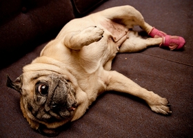 Pearl_reclining_show