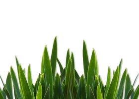 Grass_close-up_show