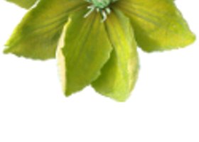 Fleur_show