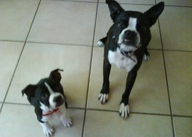 Dogs_1__show