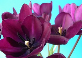 549e48e76969be9c4ed7b7202f1794d2_flowers_screensaver_show