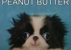 64044-i-wuv-peanut-butter_show