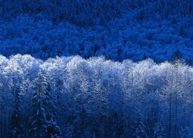 Winter_show