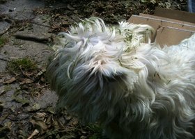 Img_0926_show