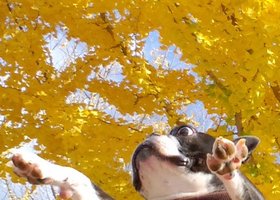 Autumn_show
