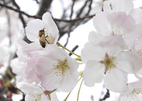 Blossom_show