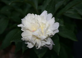 Img_1349_show