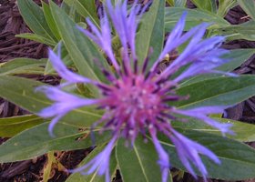Img_0010_show