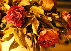 Dsc_1116_show