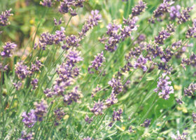 Ah_lavender__show