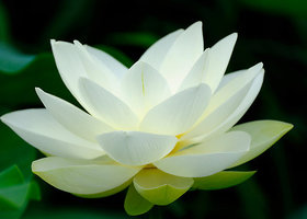 White-lotus-flower_show