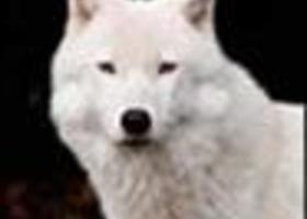 Ananza-wolf_show