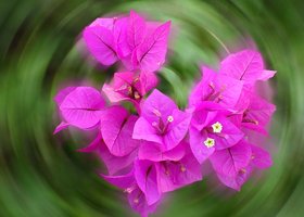 Flower_show