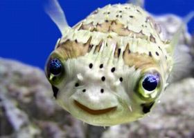 Happy-fish_show