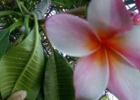 Pink_plumeria_show