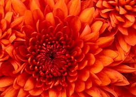 Chrysanthemum_show