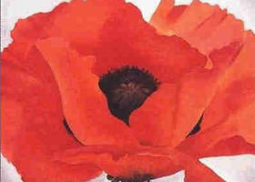 Red_poppy_show