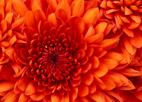 Chrysanthemum_show