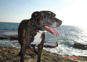 Dsc00396_show