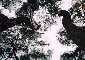 Andong_trees_show