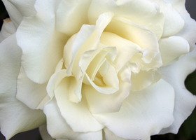 White_rose_show