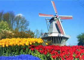 Tulpen_show