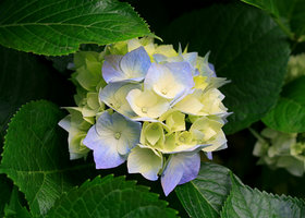 Hydrangeas_show