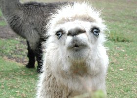 Uglyllama_show