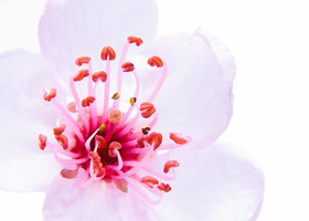 High-key-sakura-blossom-800_show