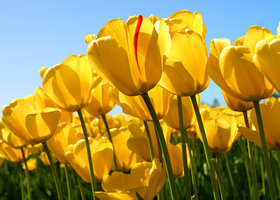 Tulips_show