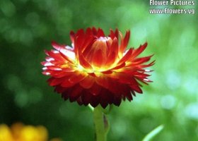 Flower385_show