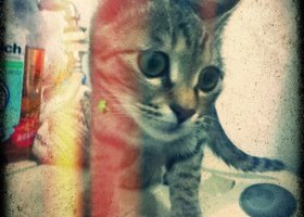Img_0066_show