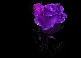 Purple_rose_show