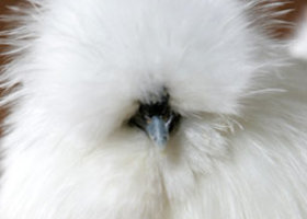 Silkie__show