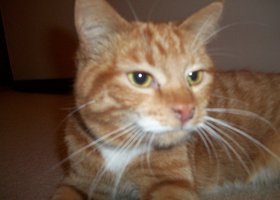 Cats_001_show