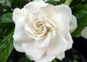 Gardenia-mystery-1s_show