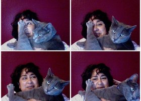 Cats_show