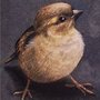 Sparrowavatar_large