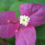 2009-08-30_09-18_inde_128_large