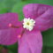 2009-08-30_09-18_inde_128_thumb