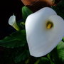 Dscf0042_large